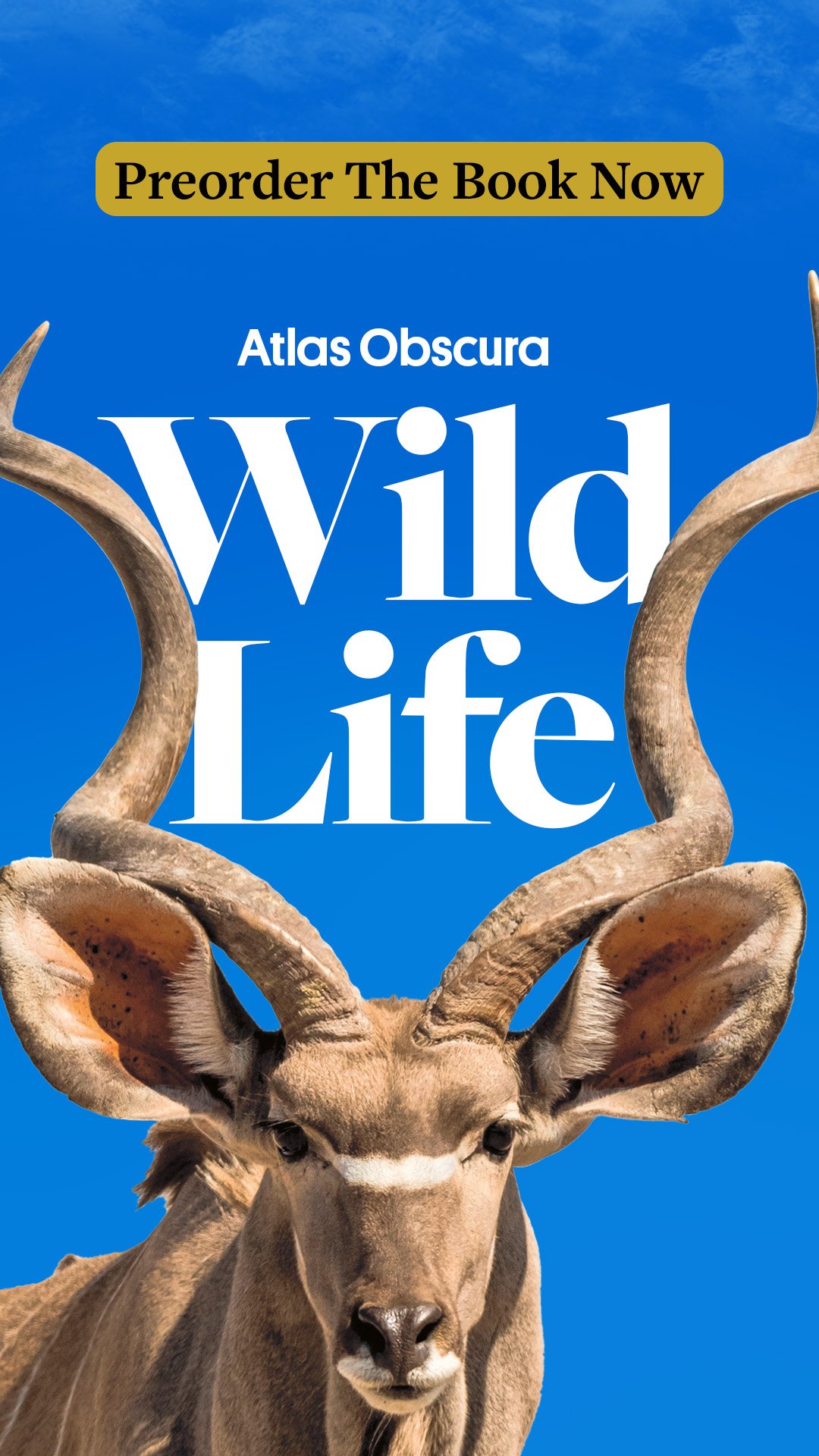 Wild Life — Anne Meadows
